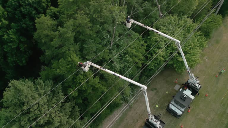 How Our Tree Care Process Works  in Ellisburg, NJ